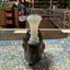 Small image 6