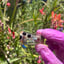 Small image 9