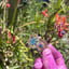 Small image 7