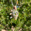 Small image 7