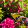 Small image 6
