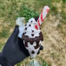 Small image 4