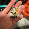 Small image 2