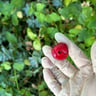 Small image 4