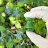 Small image 5