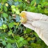 Small image 2