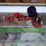Small image 1