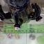 Small image 6