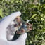 Small image 4