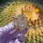 Small image 6