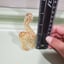 Small image 6