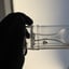 Small image 6