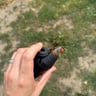 Small image 6