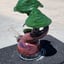Small image 7