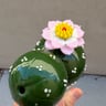 Small image 2
