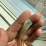Small image 5