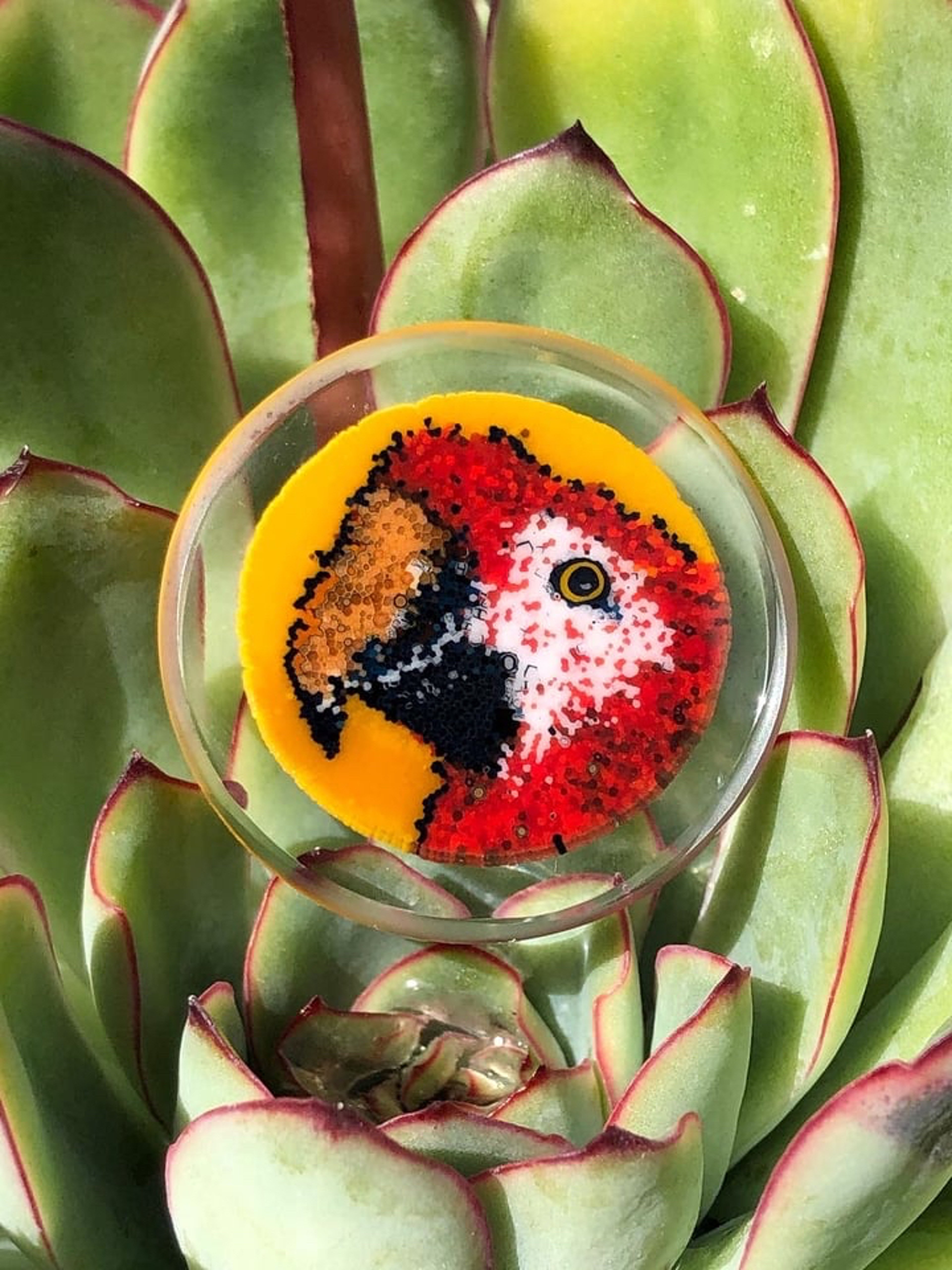 Preview pic of Macaw Murrine Coin