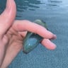Small image 2