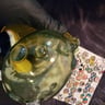 Small image 2