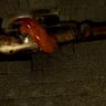 Small image 5