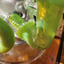 Small image 7