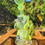 Small image 4