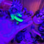 Small image 7