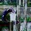 Small image 6