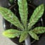 Small image 5