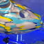Small image 8