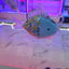 Small image 6