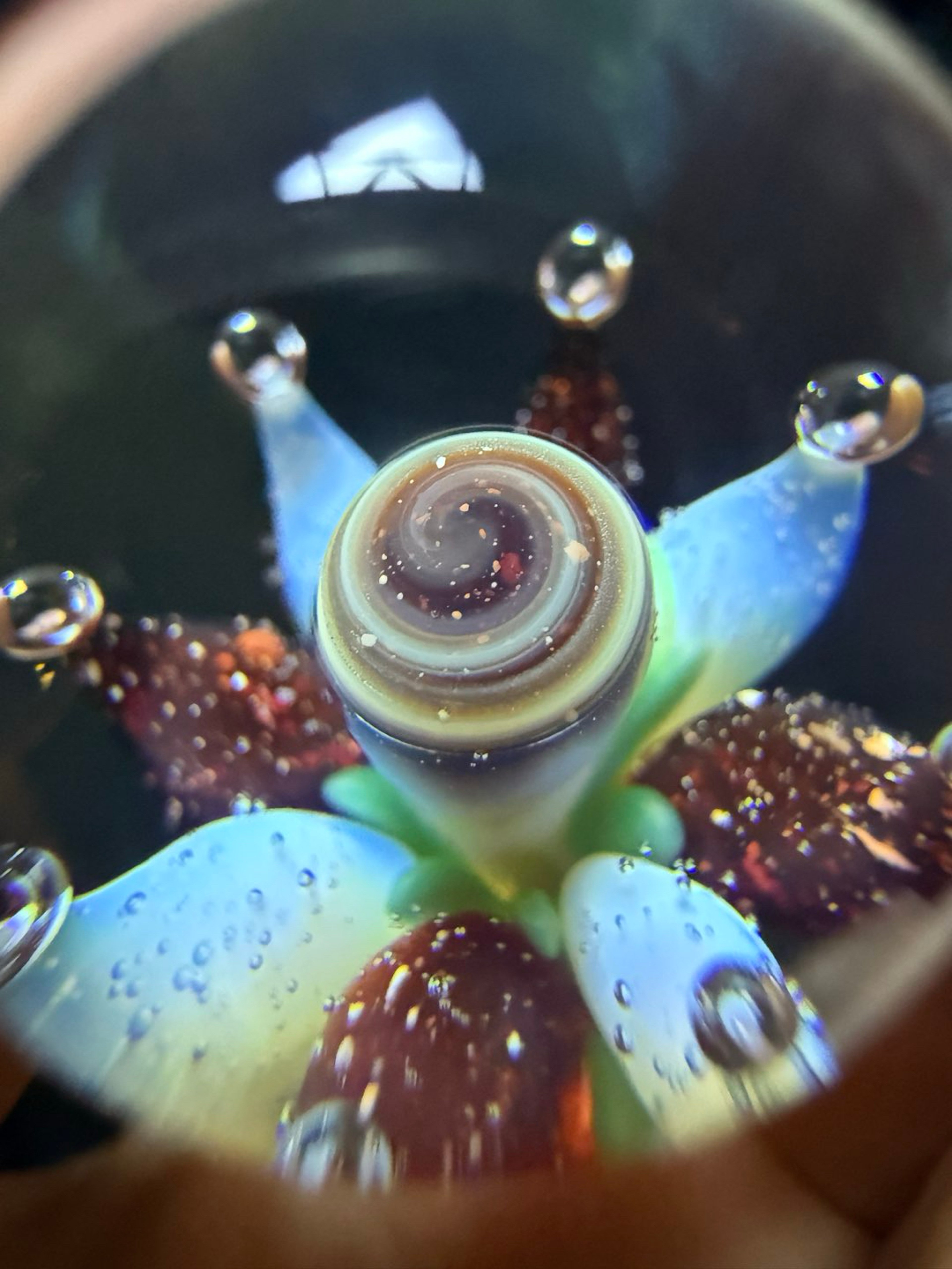Preview pic of Austin Wilson Implosion Marble