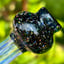 Small image 6