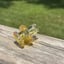 Small image 8