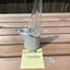 Small image 6