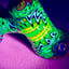 Small image 9