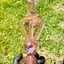 Small image 5