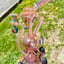Small image 7