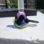 Small image 7