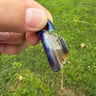 Small image 1