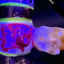 Small image 8