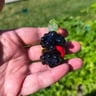 Small image 2