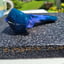 Small image 4