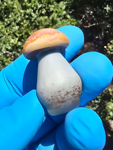 Preview pic of Fungi Lighting Topper