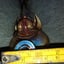 Small image 9