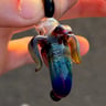 Small image 4