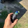 Small image 1