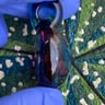 Small image 5