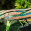 Small image 6