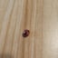 Small image 8